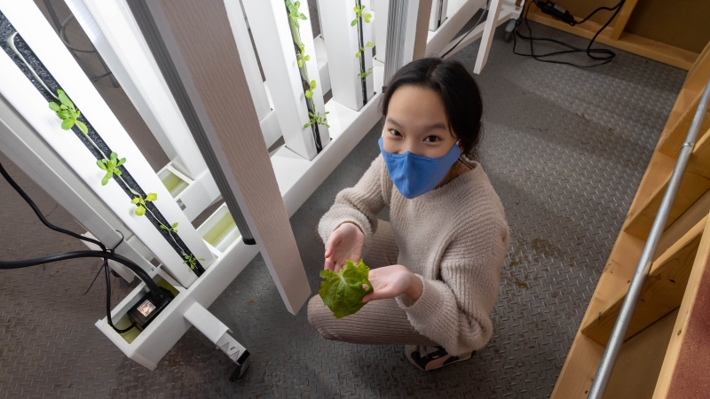 Students grow spinach and lettuce in towers. 