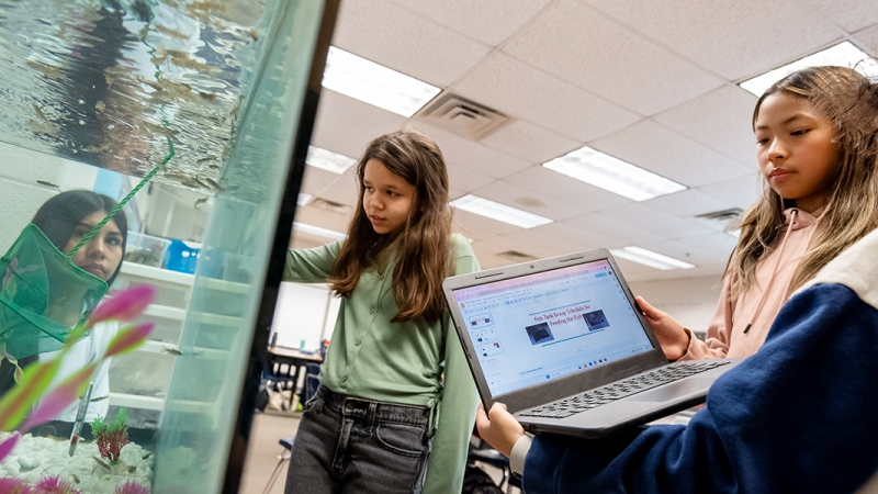 Students at Centreville Elementary School tend to the young trout they're raising in a classroom tank.