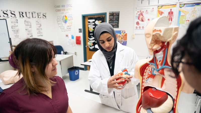 A student studies the heart