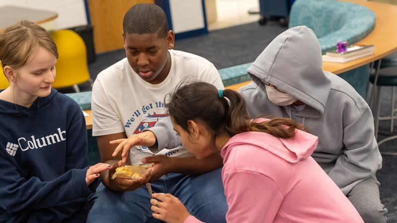 four students handle a bearded dragon