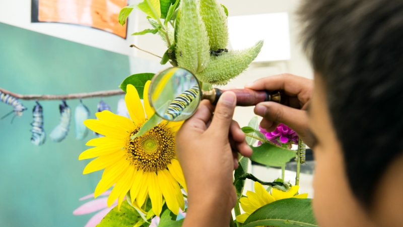 student investigating a caterpillar with a magnifying lens