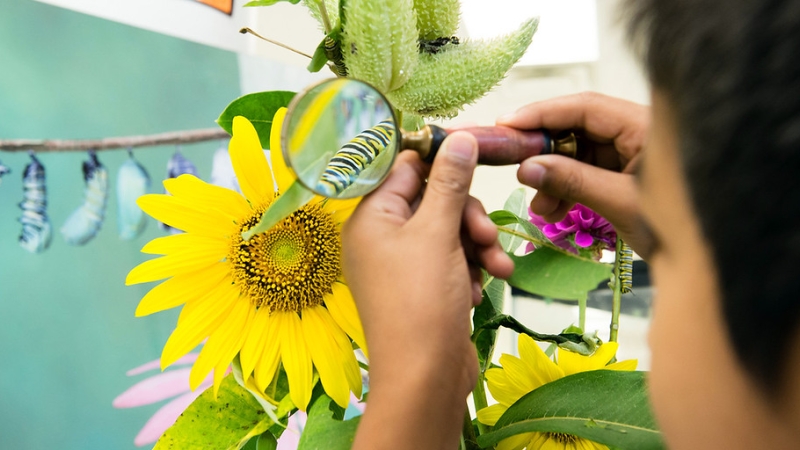 student looking at the caterpillar under a magnifying glass