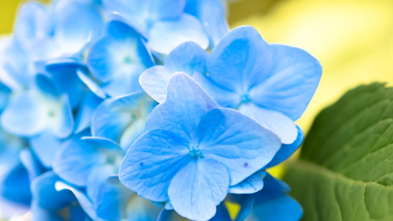 Photo of a blue flower