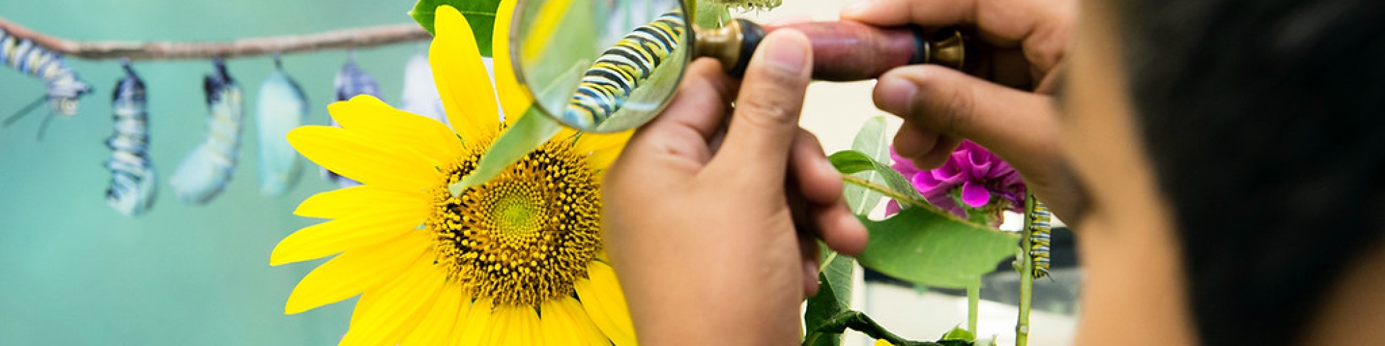 student looking at the caterpillar under a magnifying glass