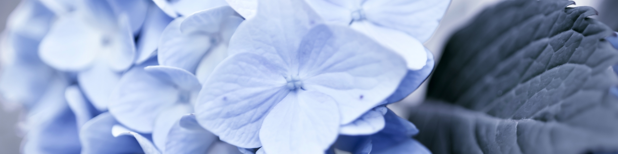 Photo of a blue flower